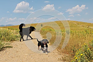 Two Dogs Play in the Colorado Prairie on a Sunny Day