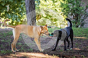 TWO DOGS PLAY IN DOG PARK