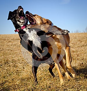 Two dogs play fighting