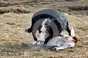 Two dogs play fighting