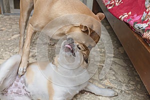 Two dogs play fighting with each other at a room, one trying to establish dominance and pecking order