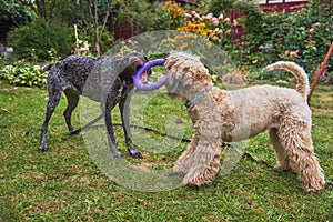 Two dogs play with a ring on the lawn in the garden.