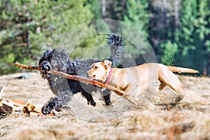 Two dogs play by running with a stick