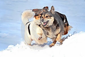 Two dogs play in the snow