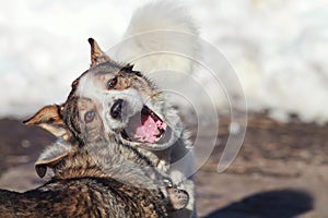 Two dogs play in the snow