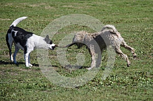 Two dogs play tug of war with a stick