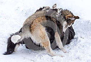 Two dogs are played on snow in winter