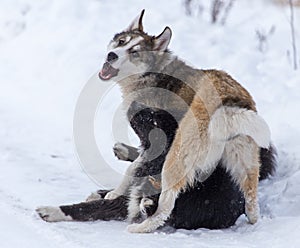 Two dogs are played on snow in winter