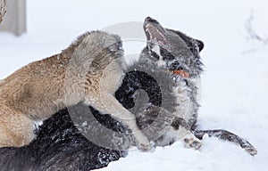 Two dogs are played on snow in winter