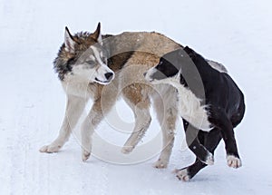 Two dogs are played on snow in winter