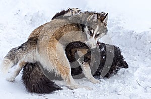 Two dogs are played on snow in winter