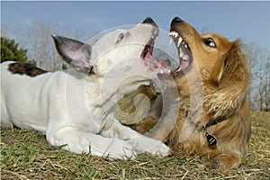 Two dogs in a playful scuffle at a dog park