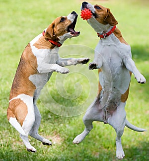 Two dogs playing photo