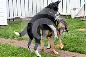 Two Dogs Playing