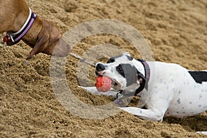 Two dogs playing