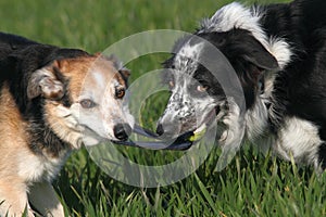 Two dogs playing