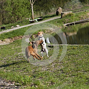 Two dogs playing