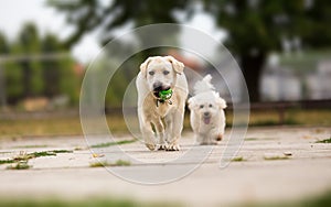 Two dogs playing