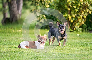 Two dogs playing