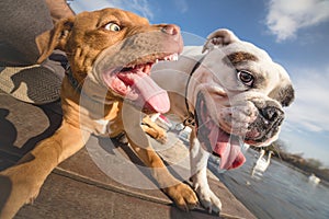 Two dogs playing