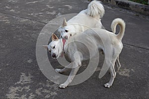 Two dogs playing aggressively. Dogs playing and fighting together outdoor