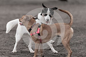 Two dogs playing around side by side