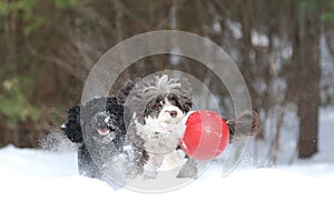 Two Dogs Playing with a Ball in the Snow