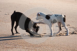 Two dogs playing at the beach