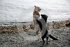 Two dogs playing on beach