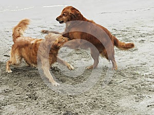 Two dogs playing on the beach