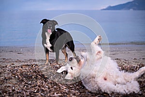 Two dogs playing on the beach