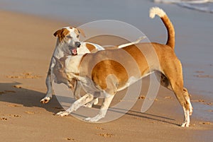Two dogs are playing on the beach, one of which is brown and white