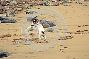 Two dogs playing on the beach