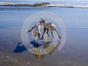 Two dogs playing on beach with their shadows and reflections seen on wet sand