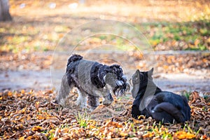 Two dogs playing in the beautiful park. Autumn