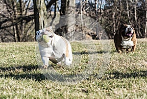 Two dogs playing catch