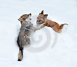 Two dogs playing in a deep snowdrift photo