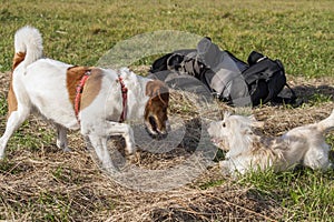 Two dogs playing with each other