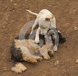 Two dogs playing with each other