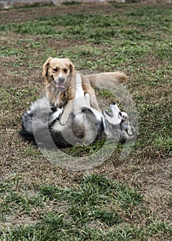 Two dogs playing each other in grasses