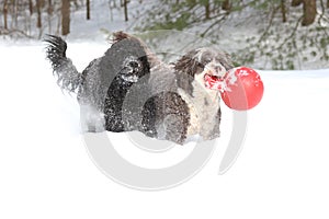 Two Dogs Playing Fetch with a Ball in the Snow