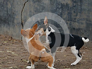 Two dogs are playing or fighting with each other