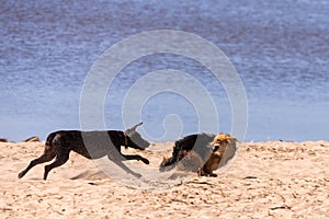 Two dogs playing or fighting on a sandy beach