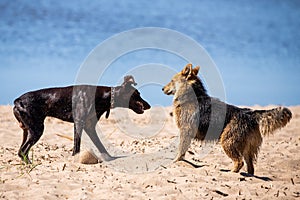 Two dogs playing or fighting on a sandy beach