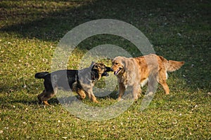 Two dogs playing on grass
