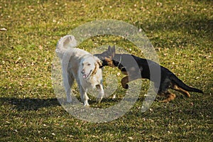 Two dogs playing on grass