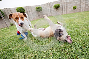 Two dogs playing on the grass in a garden.