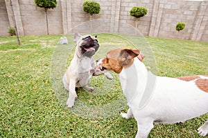 Two dogs playing on the grass in a garden.