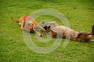 Two dogs playing on the lawn. photo