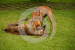 Two dogs playing on the lawn. photo